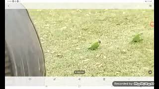 documentrey