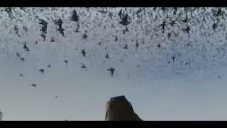 burung ababil dalam surah al fil