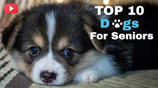 Top 10 Dogs For Seniors screenshot 3