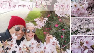 New Zealand cherry blossoms blooming