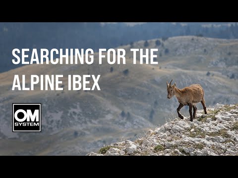 In search of the ALPINE IBEX in the French Alps - Wildlife Photography - OM System OM-1