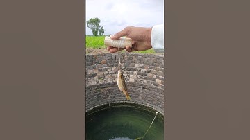 survival skills how to make a fishing hook in the Wild #fishing #camping #outdoors #ytshorts