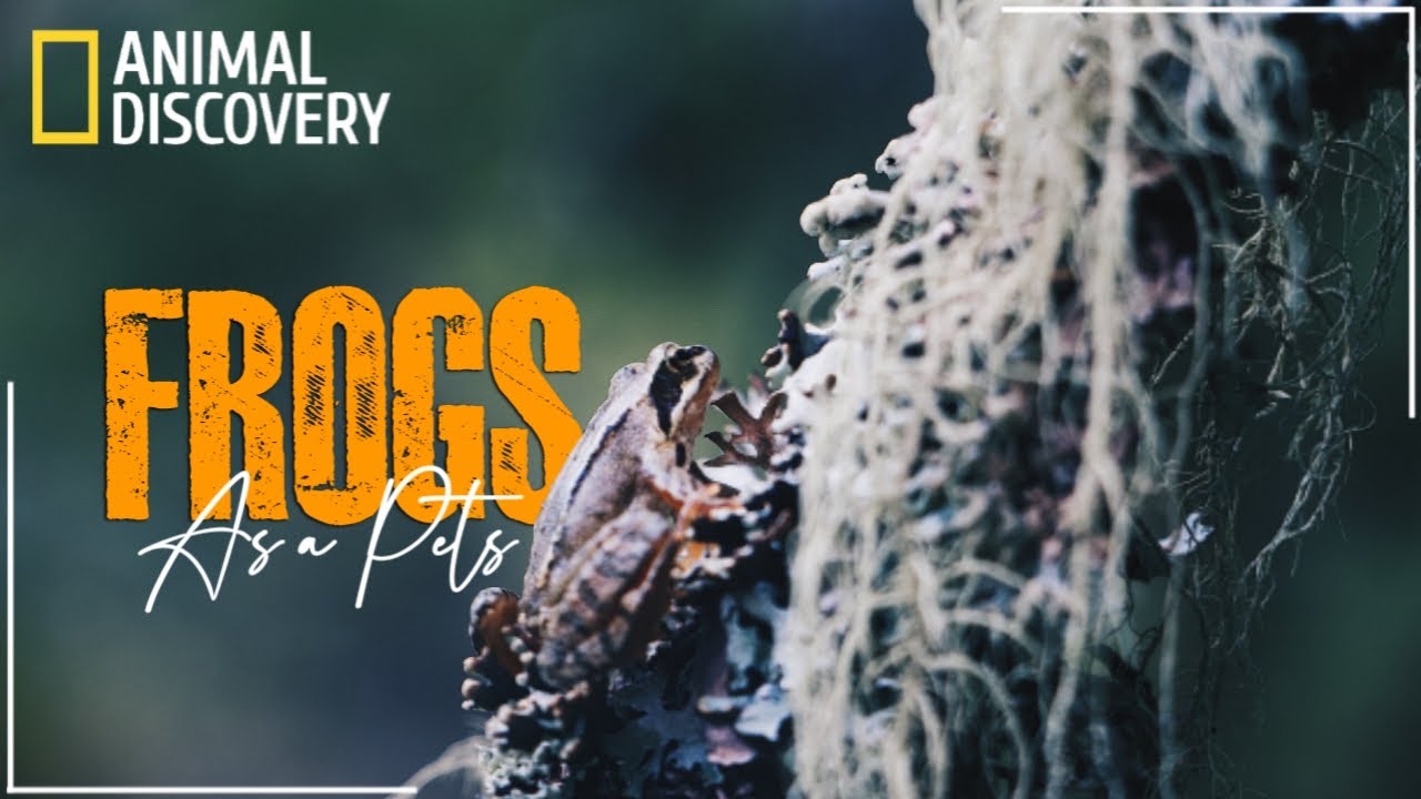 Do Frogs Make A Good Pets? Explanation Animal Discovery YouTube