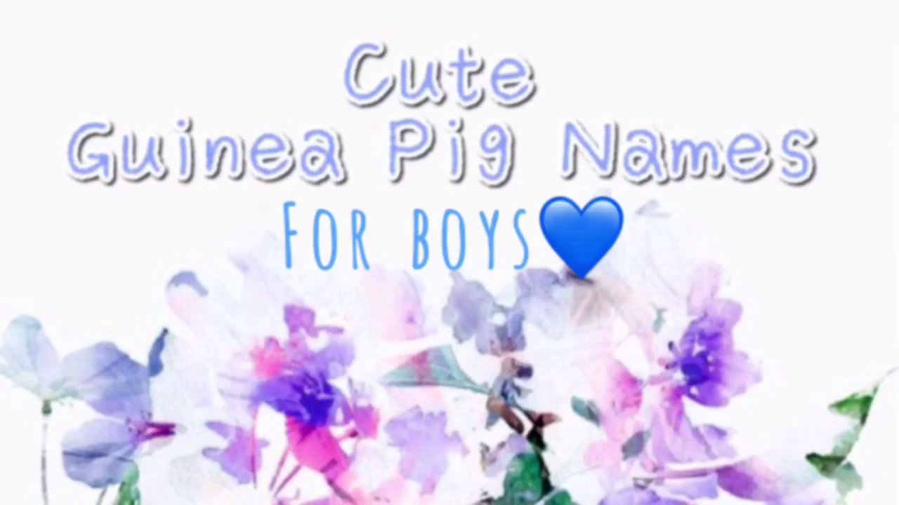 Cute Guinea Pig Names For Boys Read Description Youtube,Prairie Dog Cartoon