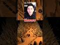 Pieles? #inscryption #inscryptiongameplay #gameplay