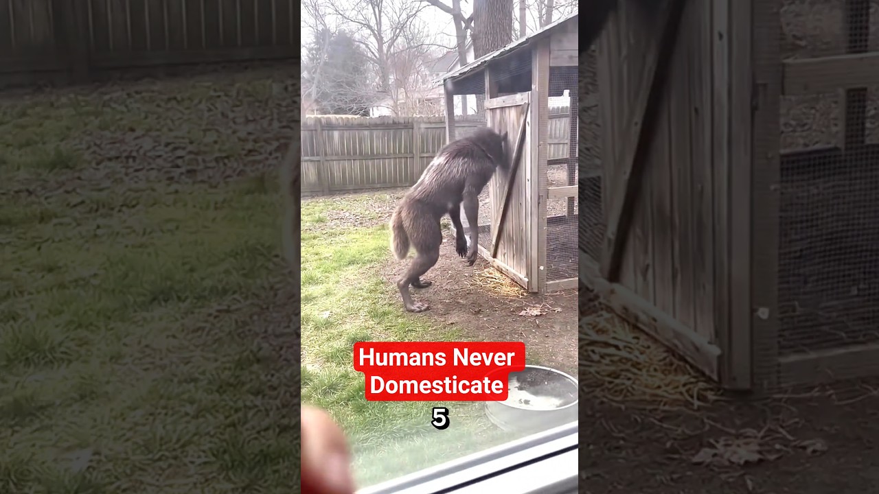 5 Animals That Humans Can Never Domesticate 😱