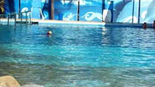 dolphin royal signature swim at sea life park. was amazing foot push! puerto vallarta