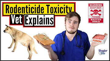 What To Do When Your Dog Ate Rat Poison? | Anticoagulant Rodenticides | Vet Explains | Dogtor Pete