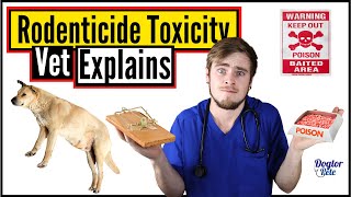 What To Do When Your Dog Ate Rat Poison? | Anticoagulant Rodenticides | Vet Explains | Dogtor Pete