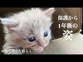 わずか300gの子猫が幸せに育って1年経ちました。【動画投稿1年記念】【猫と男2人暮らし👬】