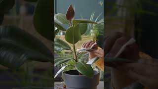 Best Indoor Plants for Living Rooms #indoorplants #houseplants