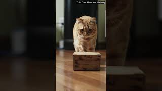 This Cats Math Aint Mathing