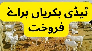 Teddy Goats For Sale