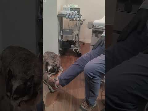 Pes Gracilus exercise