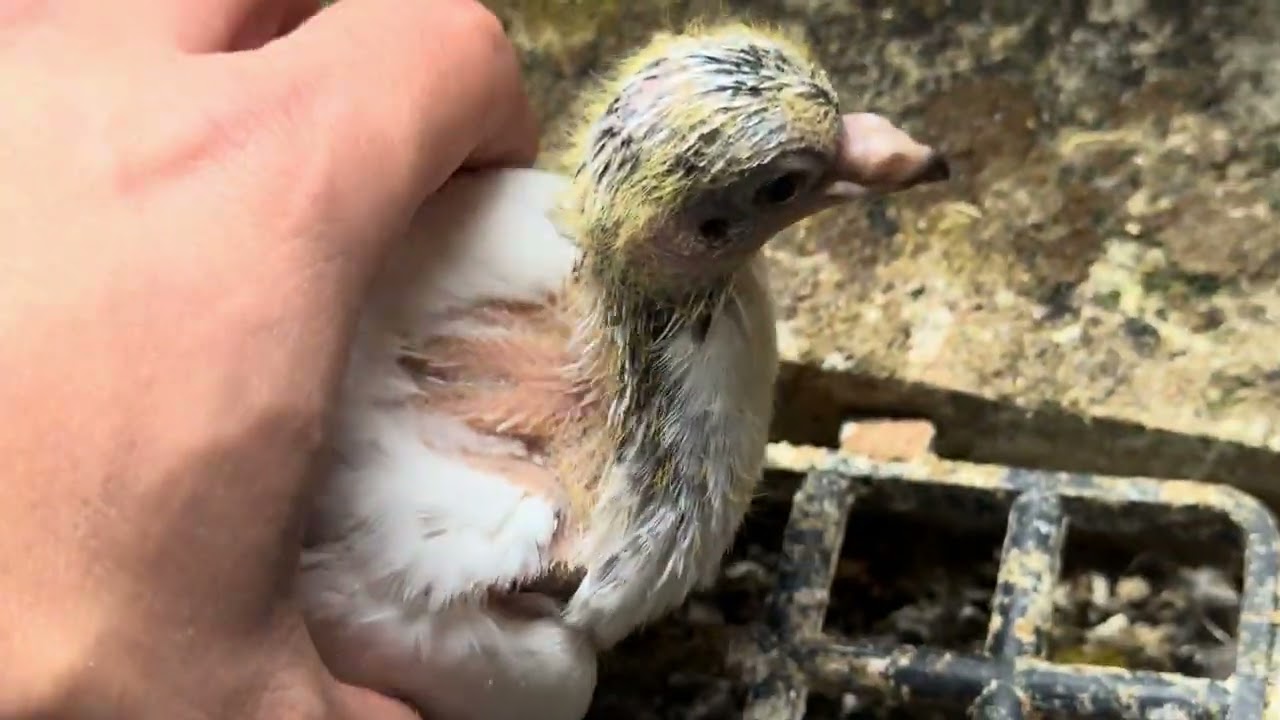 Genel bir kontrol damızlık kümesimiz sınırları zorluyor herşey yolunda