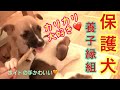 【生後８週間の可愛い子犬のカリカリ】ガムを噛む音が可愛すぎる❤️ PUPPIES LOVE Chewing Sticks❤️ 