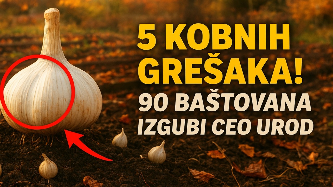 5 KOBNIH GREŠAKA PRILIKOM JESENJE SADNJE BELOG LUKA. 90% BAŠTOVANA IZGUBI CEO UROD UPRAVO ZBOG NJIH