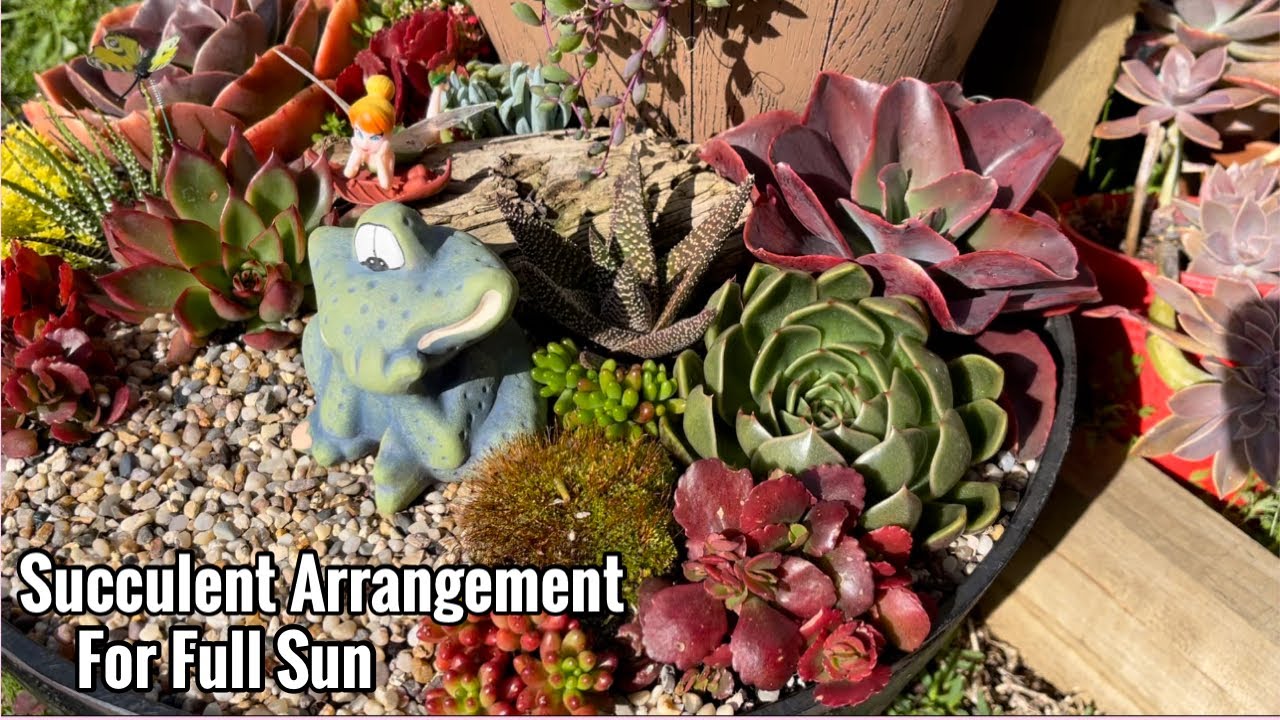 Succulent Arrangement for Full Sun