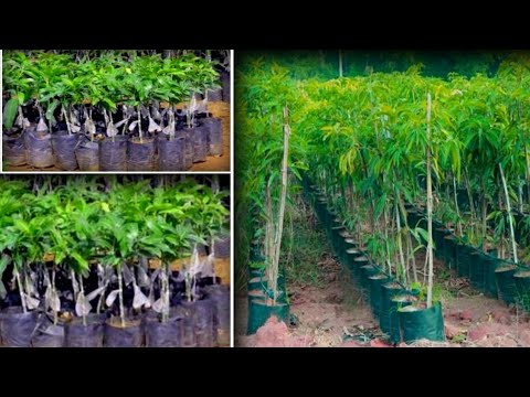 वीडियो: कार्यालय के लिए एक निर्विवाद पौधा कैसे चुनें