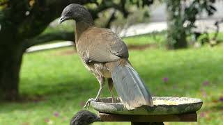 Gray Headed Chachalacas