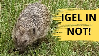 Igel in Not! Kranker Igel auf Futtersuche  Igel Hilfe organisieren