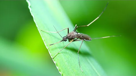 How will climate change impact the world's deadliest animal? | World Malaria Day