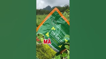 Cà gai leo giai độc cơ thể, giải độc gan cho cả gia đình #cagaileo #giaidocgan #thanhloccothe