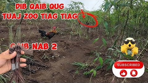 DIB QAIB QUS TUAJ ZOO TIAG TIAG NUB,,01/12/2025 #qaibdib #qaibqus 