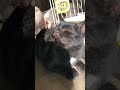 とてつもなく幸せそうな顔をする猫（すず）#shorts
