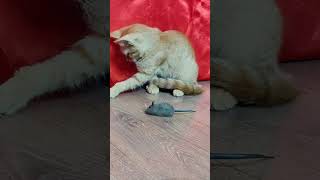 “You can probably eat this,” the kitten thought. #kitten #cat #kittens #cats