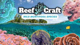 Download lagu Let's Explore Wild Montipora: Rare Aquarium Species in Their Natural Habitats