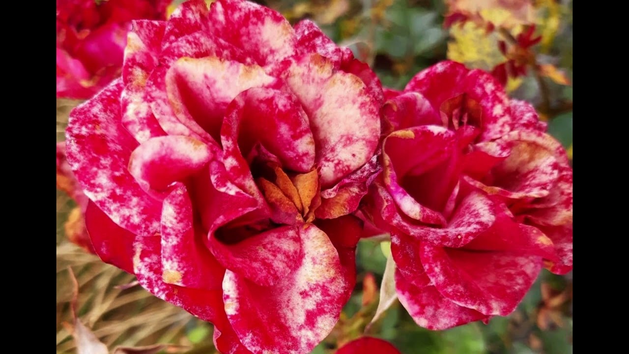 "Ma révérence" (Véronique Sanson) ‐ Réalisée avec Clipchamp 99