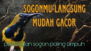 Download Lagu Sogon bahan langsung mudah gacor 🔥🔥 MP3