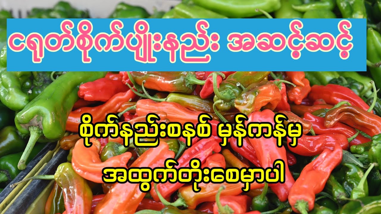 ငရုတ်စိုက်ပျိုးနည်း အဆင့်ဆင့် (စိုက်နည်းစနစ် မှန်ကန်မှ အထွက်တိုးစေမှာပါ)