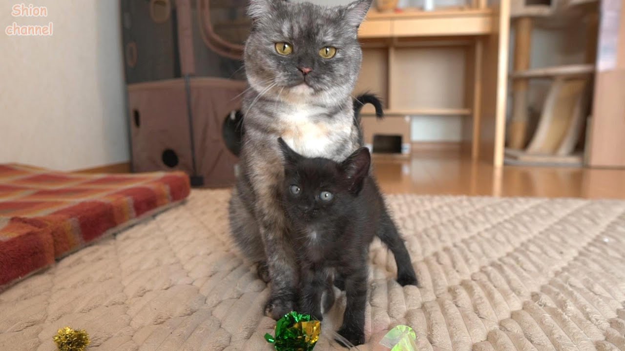 Kitten Can't Stop Following the Resident Cat Everywhere! - YouTube