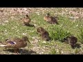 MOTHER HEN ‼️ (Duck) and her 5 chicks 🐣 👀🎥🐣🚶♂️ @redfox111 🥾