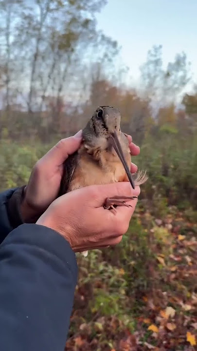 Woodcock season’s in full swing! Meep along!