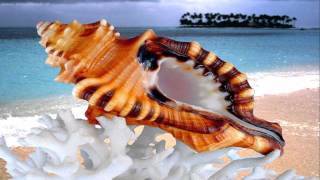 Beautiful shells in the sea (HD1080p)