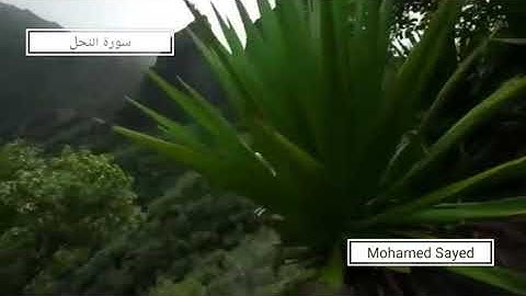سورة النحل | Dr.Mohamed Sayed