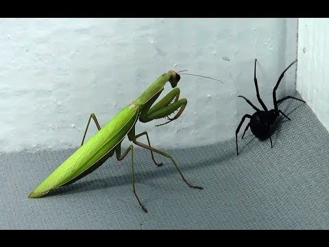 Black Widow vs Praying MantisSpiders infest my house