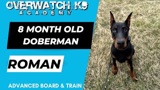 Roman | 8 Month Old Doberman | Distraction Training | 14 Day Transformation | Obedience Training by OverWatch K9 Academy Columbus 58 views 2 months ago 14 minutes, 16 seconds