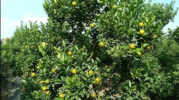 quất tết đẹp 2023,quất thế đẹp năm 2023