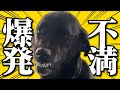 12時間ぶりの再会が激しすぎる大型犬･･･ぼっちはもう嫌だ！