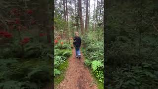 Forest walk De Eese