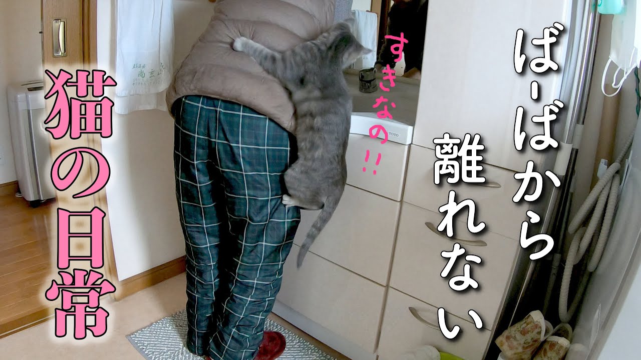 ばーばが好き過ぎて、片時も離れようとしない猫の日常