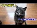 【爆笑】何その顔！w 賢い甲斐犬を遊びに誘ったらこうなりました