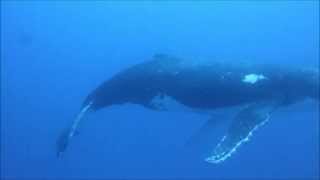 A Surprise Diving Encounter with a Giant Humpback Whale