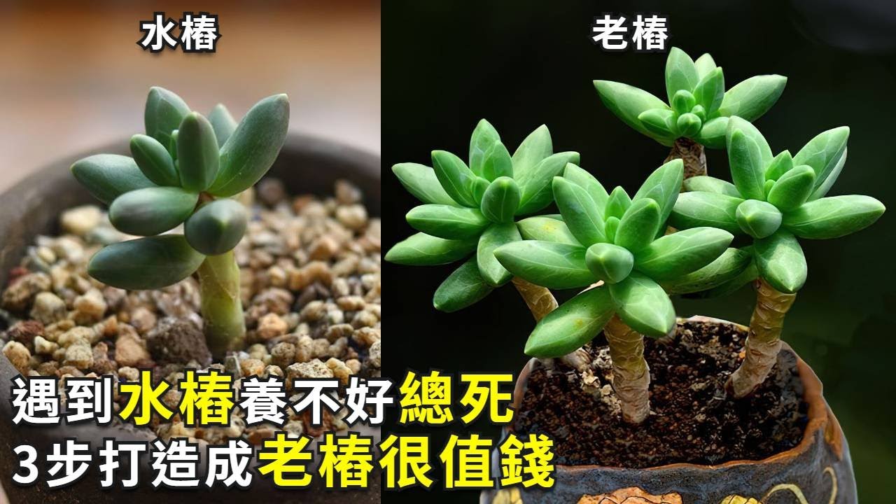 多肉養不好可能是買到了水樁，但誤入水樁不要怕，做好3點，一樣可以變