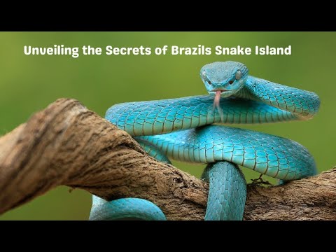 Exploring the Mysteries of Ilha da Queimada Grande, the Island of ...