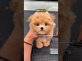 Dog Turns Into Teddy Bear After Haircut ❤️‍🩹